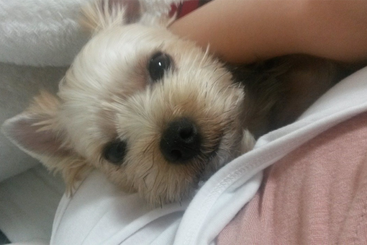  14년 아가제리몽