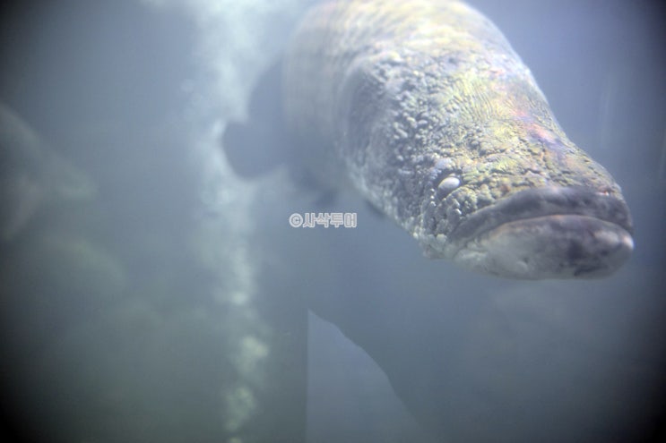  자카르타 - Museum Aquarium Air Tawar