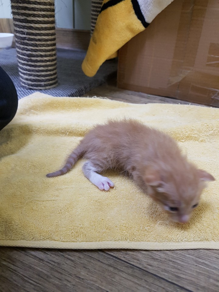  터키쉬 앙고라 고양이