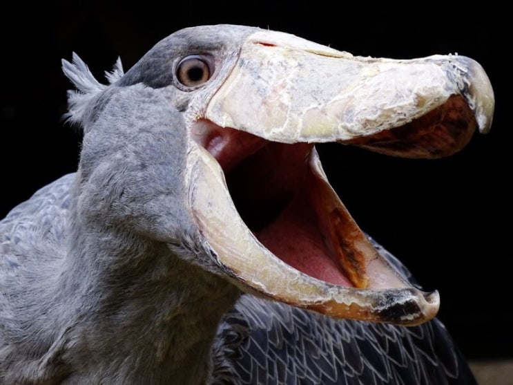  넓적부리황새, 슈빌(Shoebill)[Balaeniceps rex]