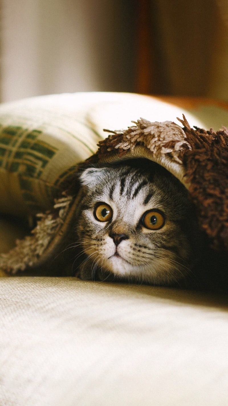 이미지공유 아이폰배경화면 귀여운 고양이사진 : 네이버 블로그, image size:800x1422