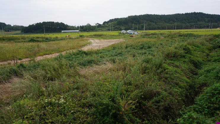  백령도 진촌리 (전) 4,400㎡ 백령로 대로변 토지매매 4억원