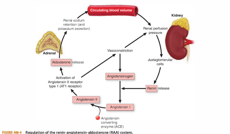 RAA system, ACE억제제(ACE inhibitor), 안지오텐신수용체길항제(ARB)의 이해 : 네이버 블로그