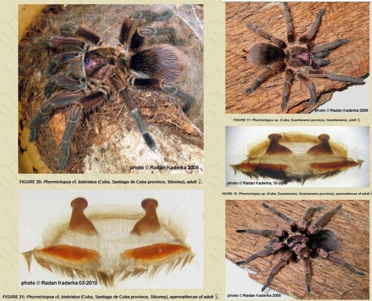 쿠바에는 보라색 포르믹토푸스가 전혀 없을까? Phormictopus