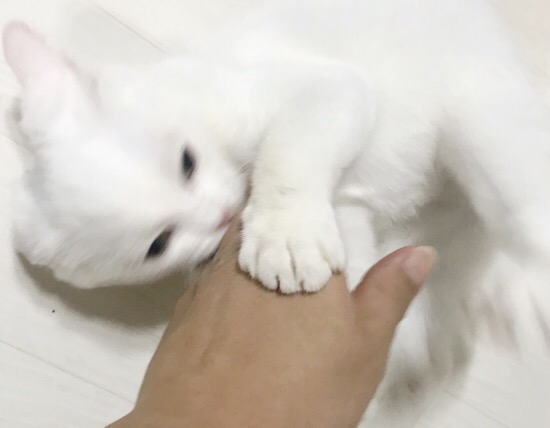  고양이가 왜 물지?