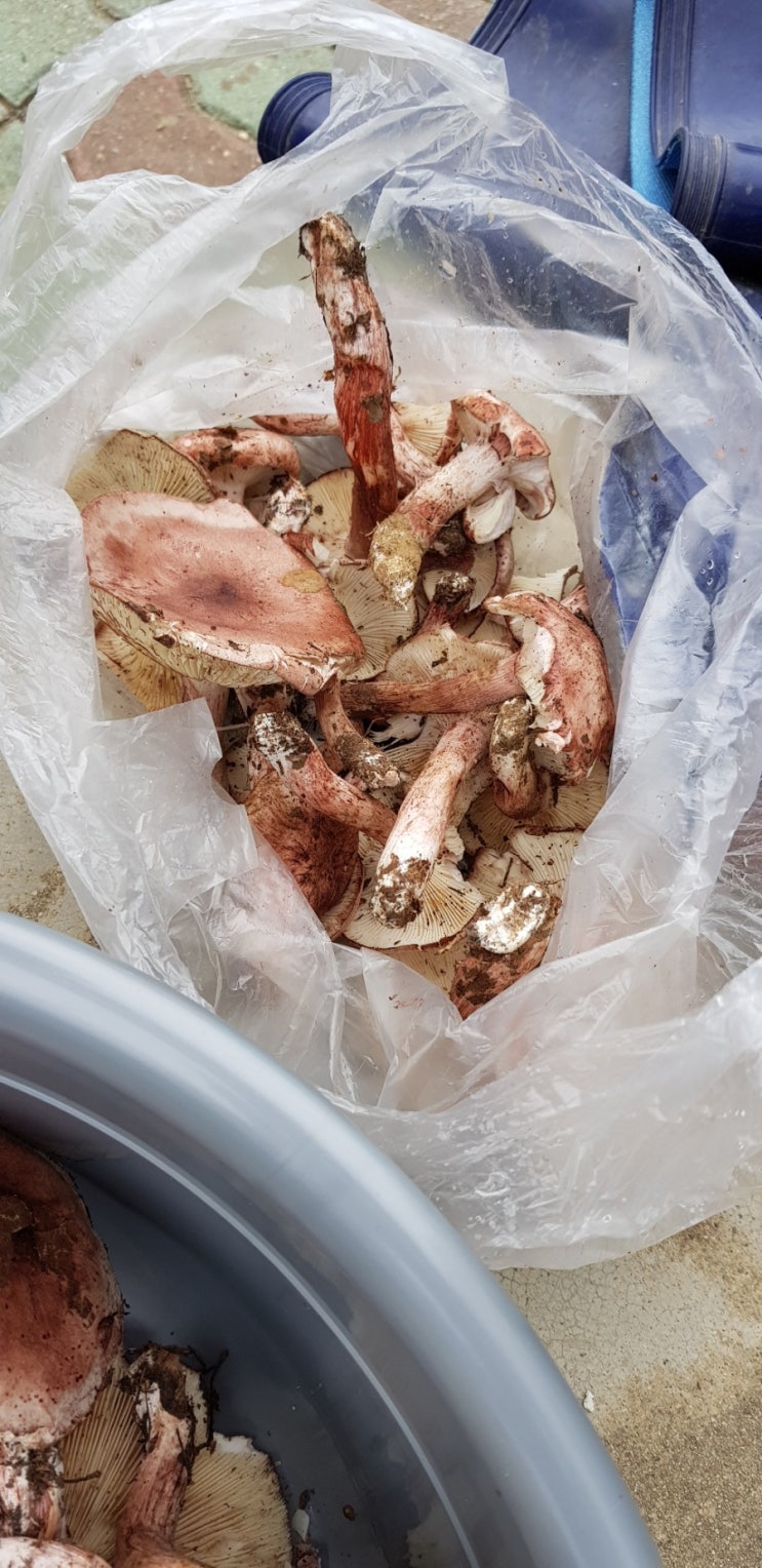  가을 버섯