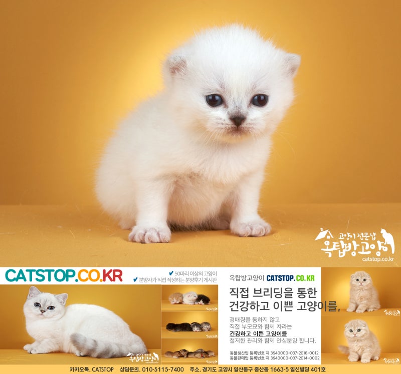 [구미/오떼]데이트 코스로 추천하는 구미 고양이 카페&분양 전문|제이캣