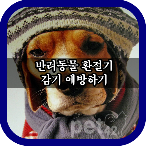 반려동물 환절기 감기