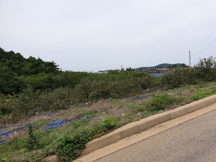  백령도 진촌리 (전) 계획관리 3,100㎡ 토지매매 2억8천만원