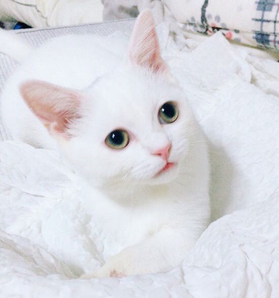  꼬비의 마따따비 사랑