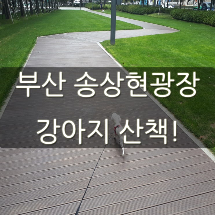 부산 송상현광장 모습! 강아지 산책 갔다 왔어요!