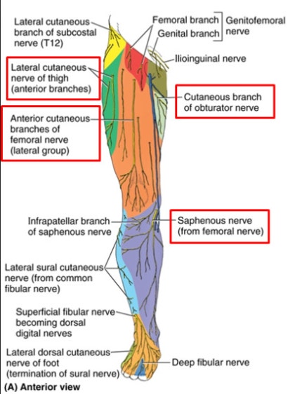 Obturator Nerve Cutaneous Distribution