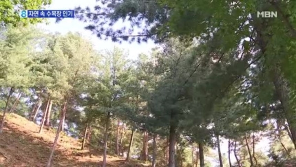 '숲에서 치르는 장례' 수목장 인기…만만치 않은 가격에 지적도 '숲에서 치르는 장례' 수목장 인기…만만치 않은 가격에 지적도