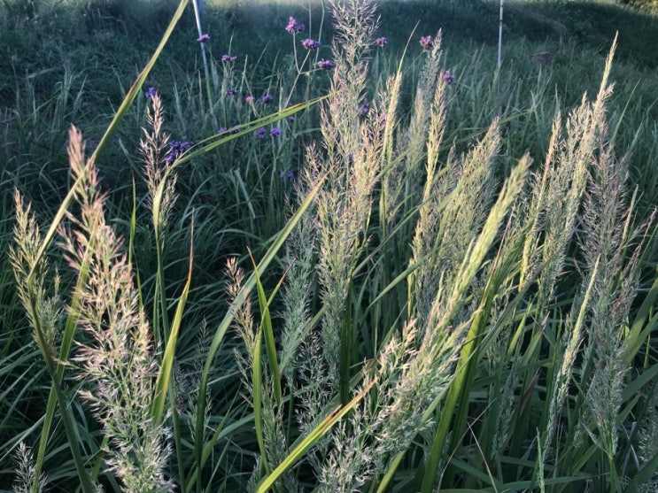  #삼례늘봄농원조경 브라치트리차(한국깃털갈대)개화 calamagrostis brachytricha