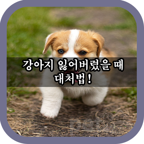  반려견 잃어버렸을 때 대처법!!