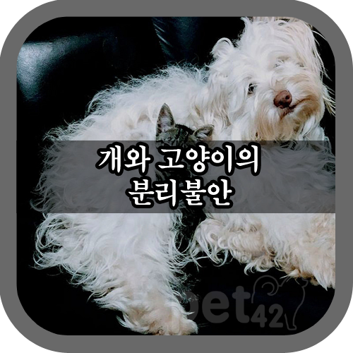  반려동물 강아지, 고양이의 분리불안