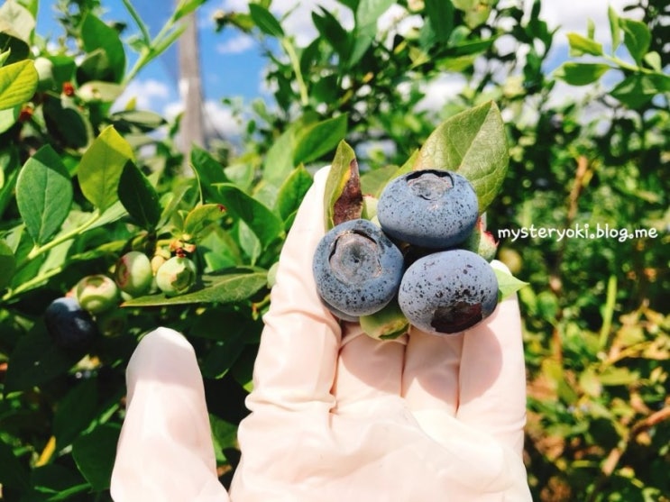  호주워킹홀리데이 세컨비자 블루베리농장 장단점(Agri/Smart berries)