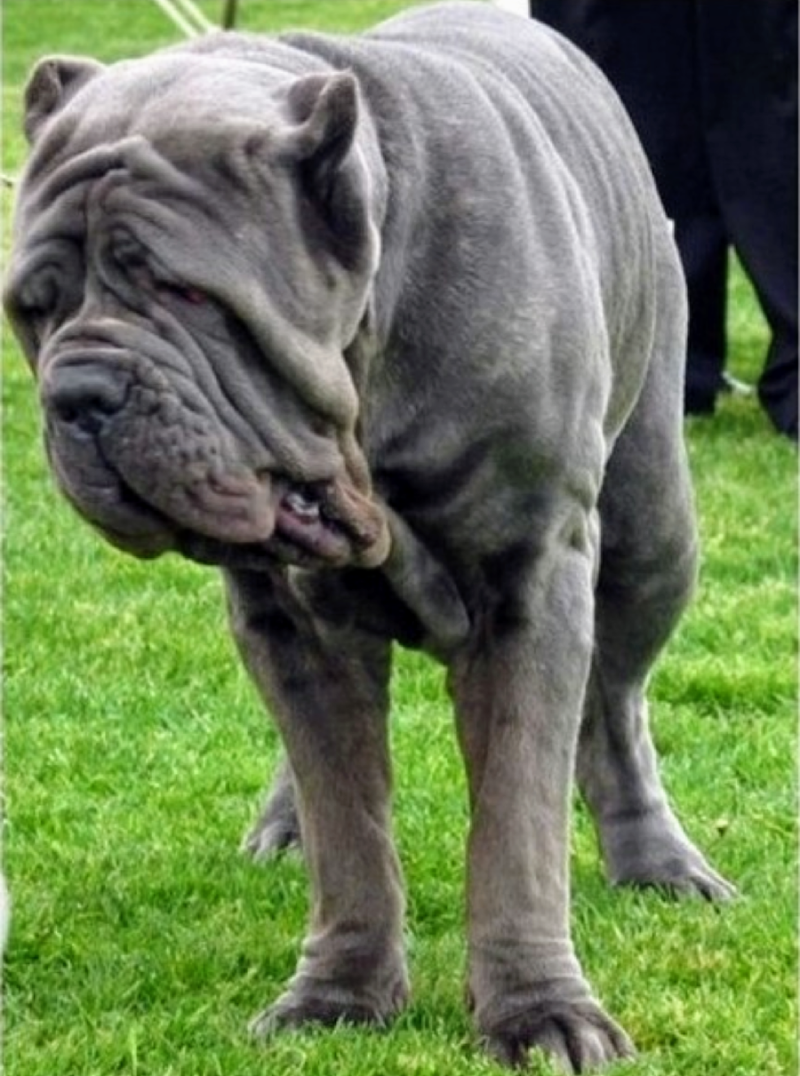 전투력 강한 개, 투견 종류 : 네이버 블로그, image size:800x1076