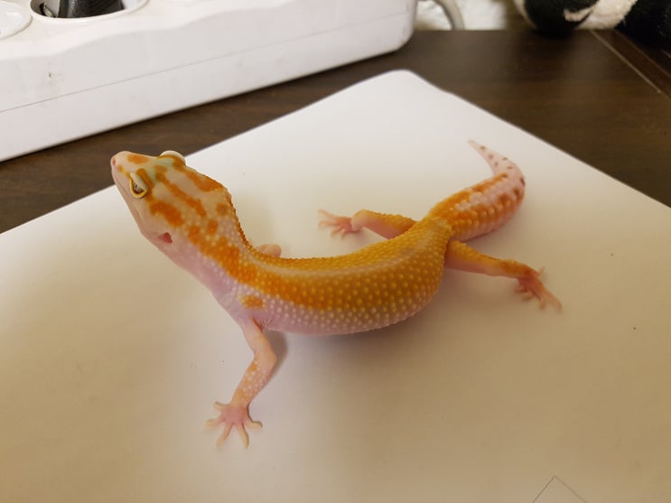 [MiniGecko]미니게코,  WY Tremper 포스팅(9/27)