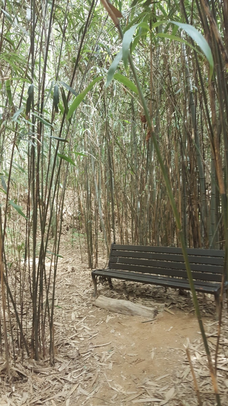  대숲에 이는 바람