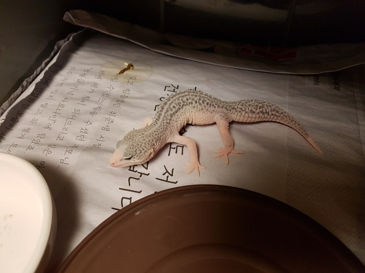 [MiniGecko]미니게코, 것로딩 방법 포스팅 (9/28)
