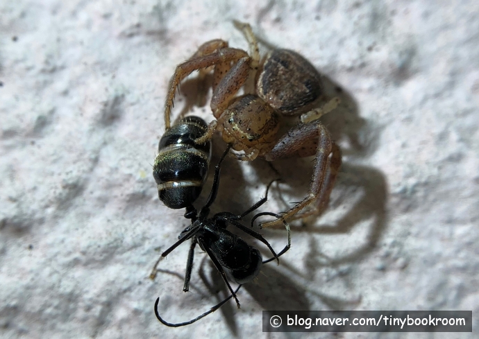 일본왕개미를 사냥한 대륙게거미 Xysticus ephippiatus (Simon, 1880)
