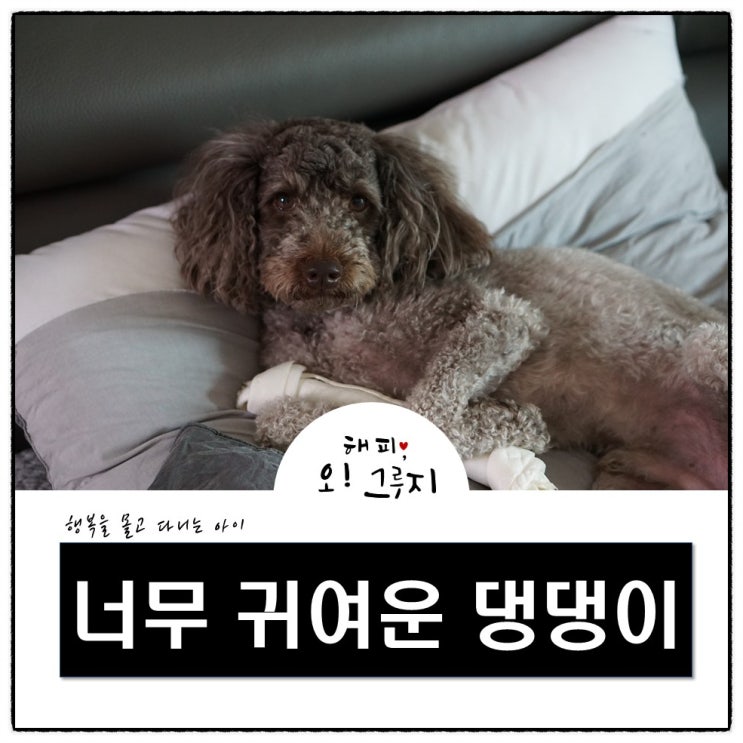  반려견(푸들)과 함께 하는 일상