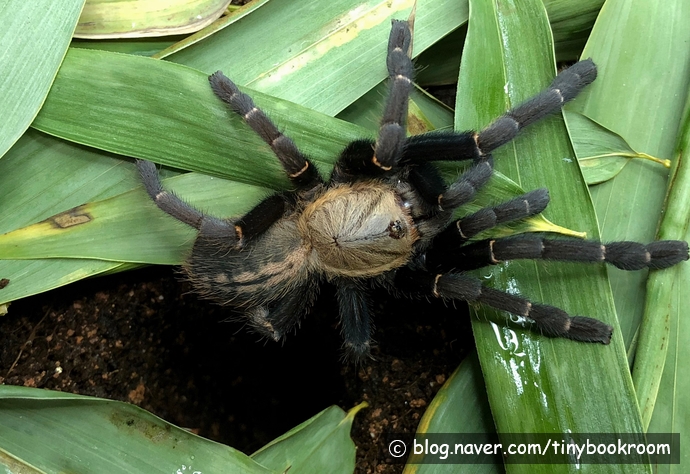 박마 어스 타이거, 싱가폴 바이올렛 암컷 탈피 Haplopelma sp. "Bach Ma", "Singapore Violet"