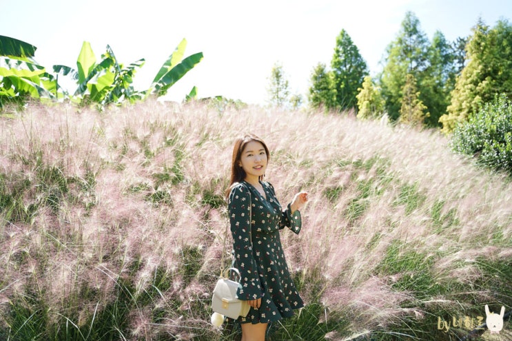  태안 여행 청산수목원 팜파스축제 (겁나 이쁨)