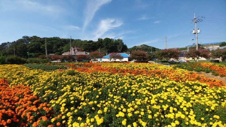 충남 홍성 가을여행 코스 국화축제 대신 남당리 대하축제-수룡동 국화꽃 마을 가을꽃하늘 넘예뻐요
