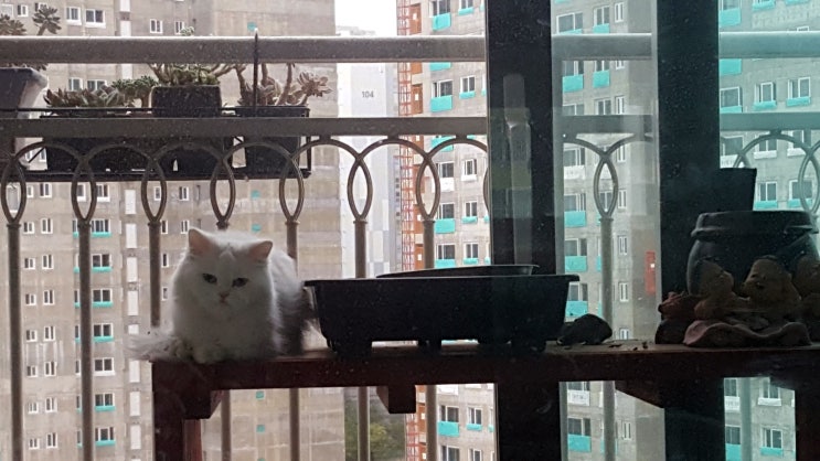  밤이 되면 고양이 동공이 커져요.