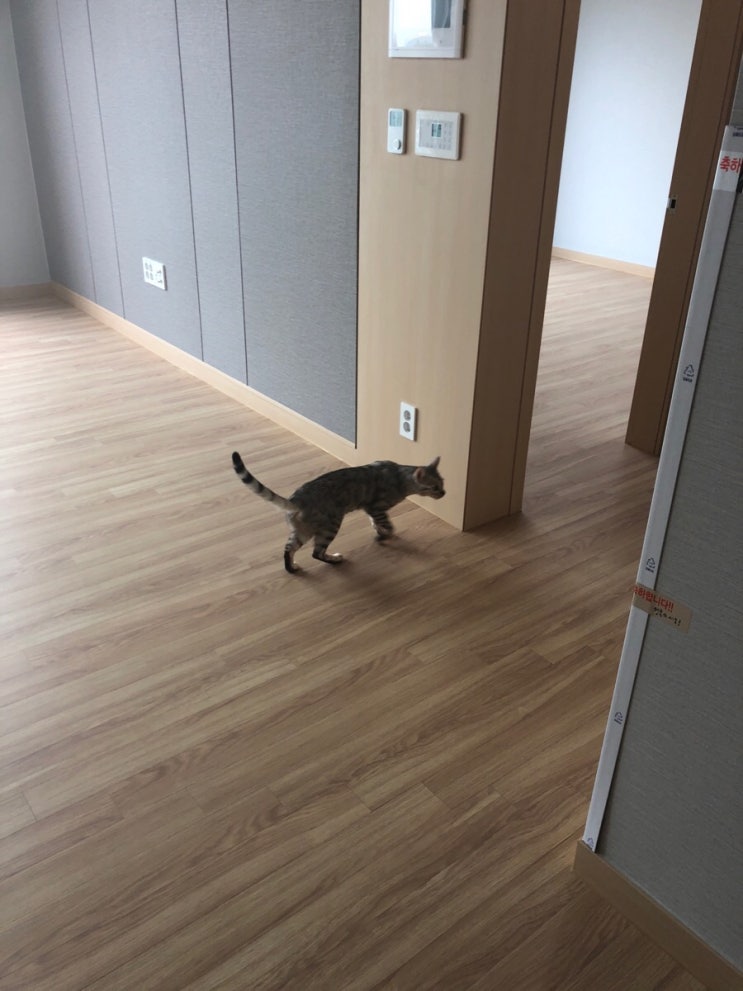  이사하면서 조조와 칸이의 근황