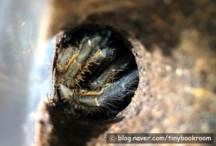 럼동 어스 타이거 암컷 탈피 Haplopelma sp. "Lam Dong"