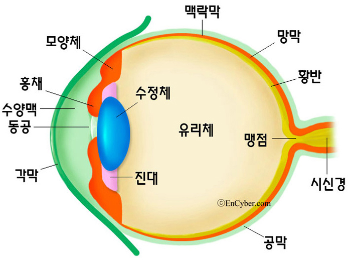  눈 건강 / 안구건조 / 눈은 왜 건조해지는 걸까?