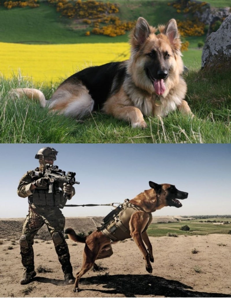 저먼 셰퍼드 독일 국견 충성심이 빛나는 견종 : 네이버 블로그, image size:800x1034