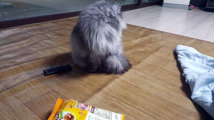  포쿠와 이타치 목욕하고 샤방샤방 고양이로 변신