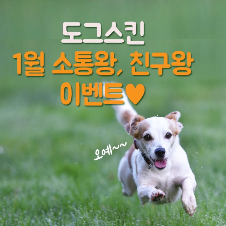  [도그스킨]1월 소통왕,친구왕 이벤트 시작!!