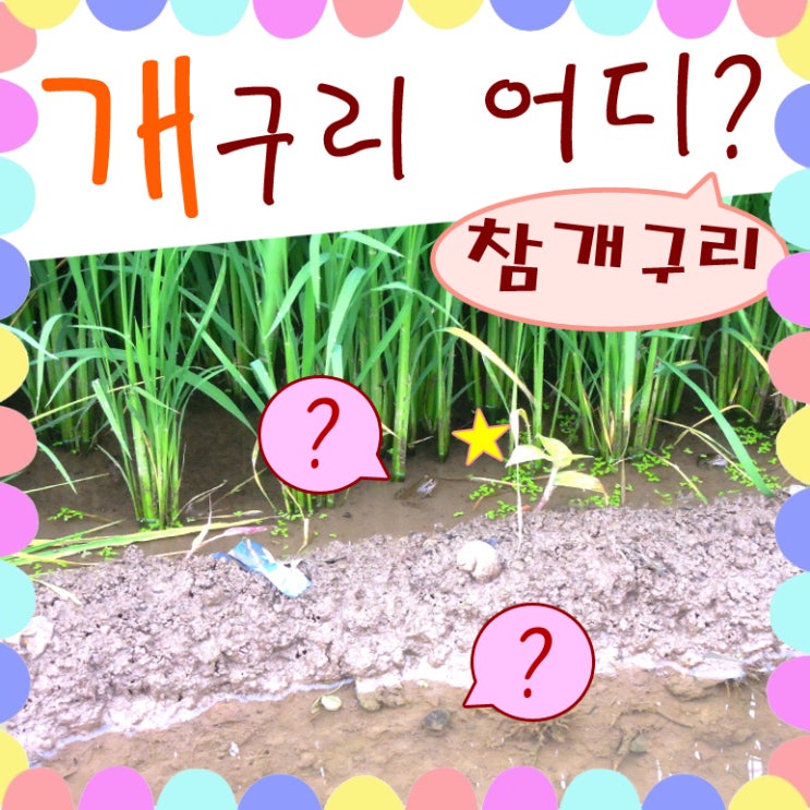 야생 개구리 어딨니?