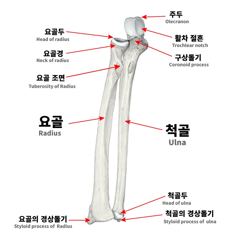 상지팔뼈의 구조 (수근골, 요골, 척골, 상완골, 손뼈) : 네이버 블로그