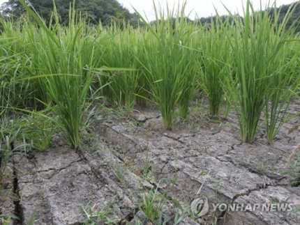 농작물재해보험, 농가 부담 줄이고 보장품목 확대한다 농작물재해보험, 농가 부담 줄이고 보장품목 확대한다