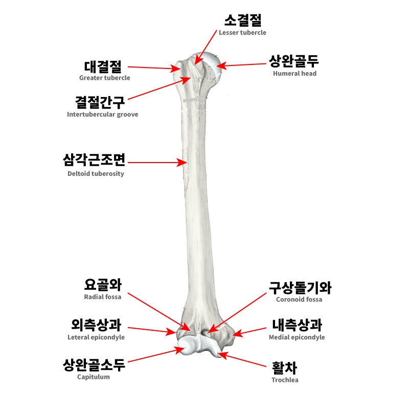 상지팔뼈의 구조 (수근골, 요골, 척골, 상완골, 손뼈) : 네이버 블로그