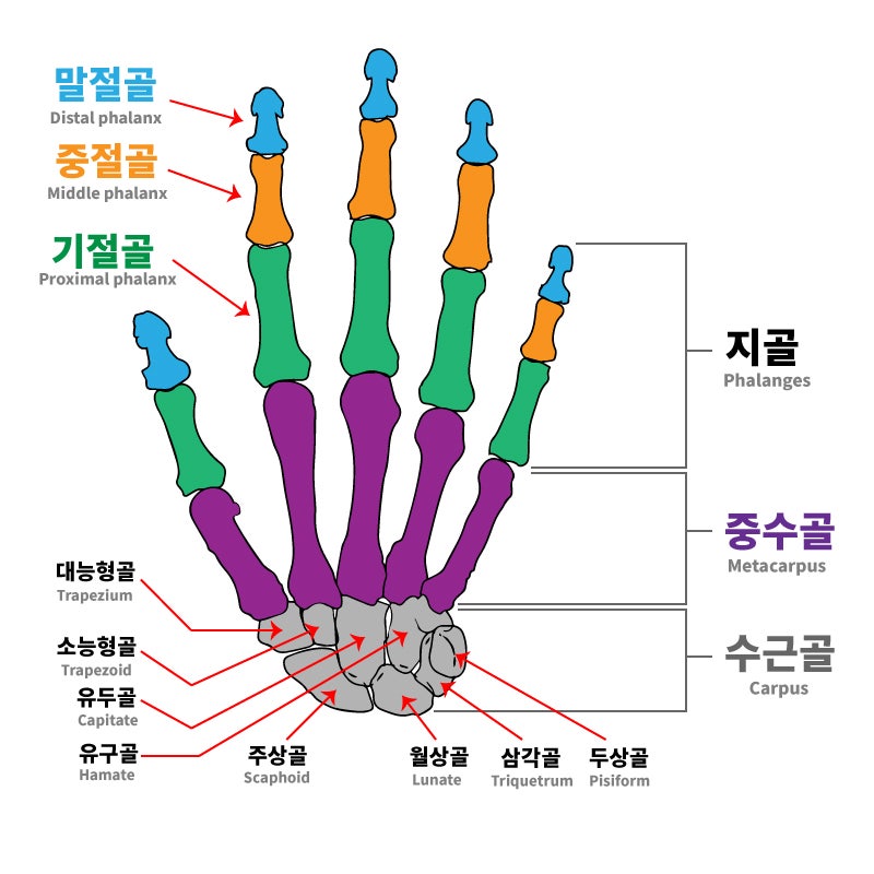 상지팔뼈의 구조 (수근골, 요골, 척골, 상완골, 손뼈) : 네이버 블로그