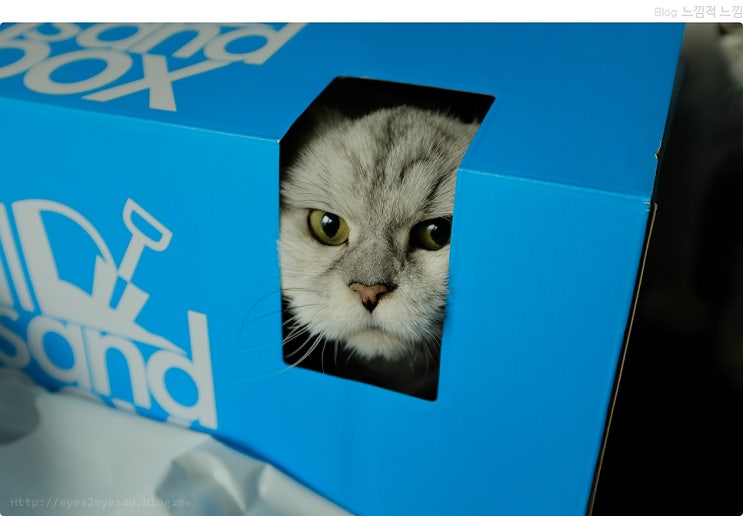  고양이 사진