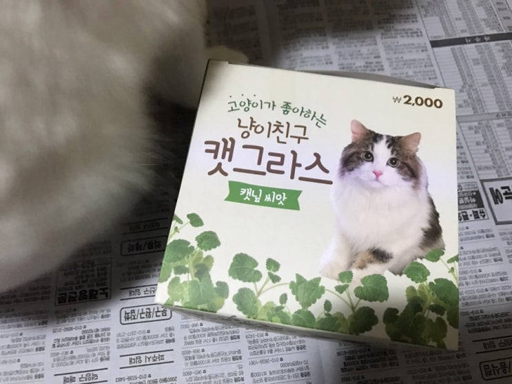 다이소 캣그라스 우리 고양이가 좋아해옹 다이소 캣그라스 우리 고양이가 좋아해옹
