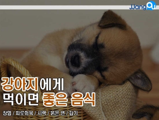  강아지에게 먹이면 좋은음식