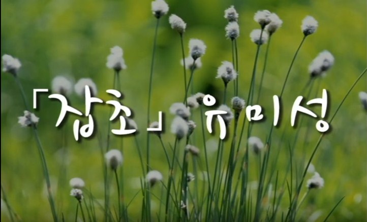  [좋은시 / 힐링시] 잡초 - 유미성
