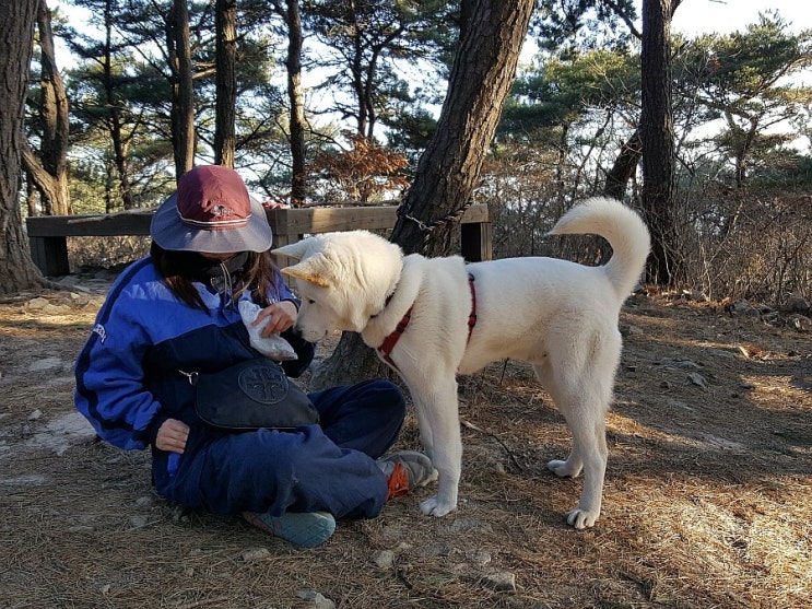  경주 큰갓산 등산...  [진돗개]
