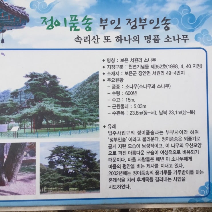  속리산 정이품송
