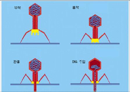  미생물학 - 바이러스의 증식