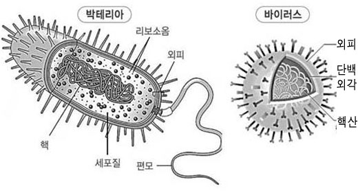  미생물학 - 바이러스란? (특징과 크기)